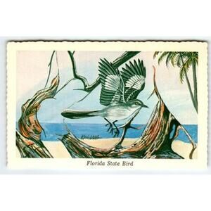 1968 Florida State Bird Mockingbird Ken Haag Artist Signed Postcard